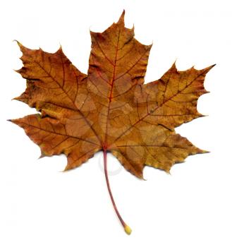 Highly detailed Autumn Maple leaf, macro background.