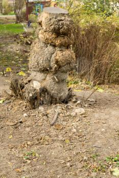 Old scary tree with deformed trunk in early autumn.