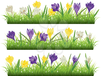 Spring flowers, colorful blooming crocus with green grass design.