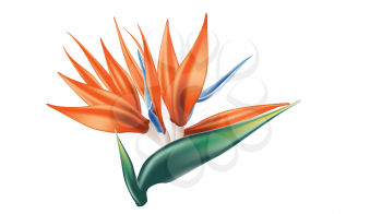 Detailed bird of paradise, strelitzia exotic flower illustration.