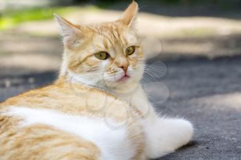 Close up portrait of curious ginger cat on the street enjoying sunny day.