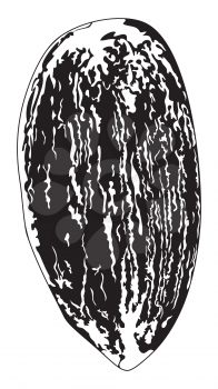 Peeled almond seed in black and white illustration.