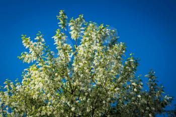 White flowers of bird cherry tree, spring blossom background.