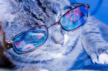 Cute striped cat wearing eyeglasses, cold blue light effect.