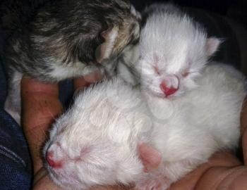 Close up of two small white kittens and one striped.