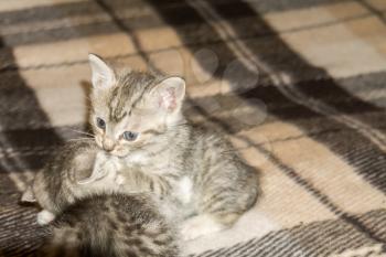 Cute little kittens of grey color with black stripes and spots.