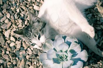 Cute cat posing with echeveria on the gravel under summer sun.