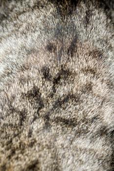 Close up image of cat fur, grey color with black stripes.