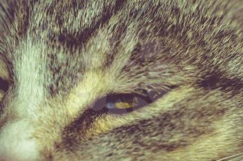 Close up of cute tabby cat eye as background.