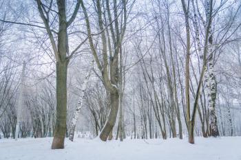 Snowy leafless trees in winter park, natural background.