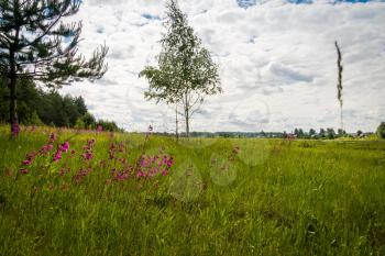 Rural landscape green grass field, natural background.