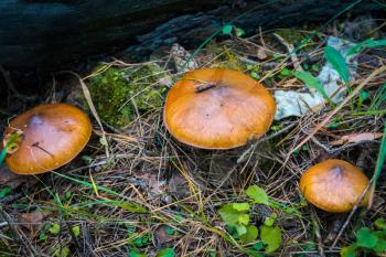 Wild porcini, edible mushroom in the pine forest at autumn.