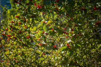 Red rowan, mountain ash berries on branches in fall season.