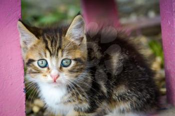 Adorable little tabby kitten, outdoor pet photo.