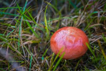 Bright red cap mushroom in the forest background.