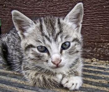 Cute gray striped kitten sitting on wooden stairs.