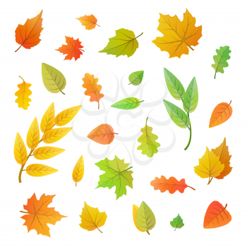Big set of cute leaves from different kind of trees isolated on white