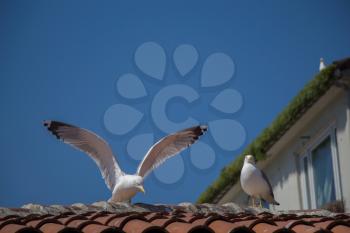 Seagull is sitting on the roof