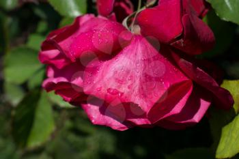 Blooming beautiful colorful roses in the garden background