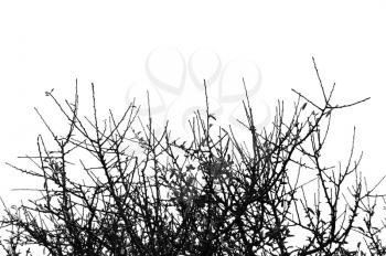 Tree branches isolated on white. Natural background.