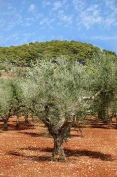 Olive trees plantation on the island of Zakynthos, Greece.