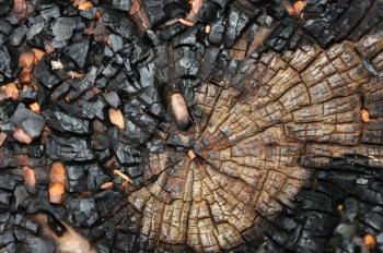 Charred tree trunk macro abstract wood background. Selective focus.