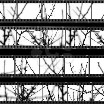 Contact sheet with photos of tree branches and twigs. Abstract background.