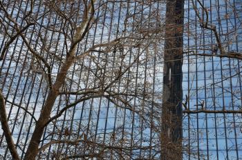 Contemporary building glass facade and tree branches. Abstract architectural detail.