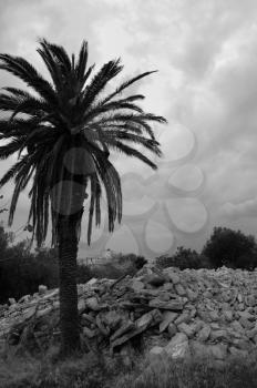 Palm tree and pile of rubble. Demolished house ruins black and white.