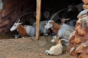 Herd of scimitar horned oryx antelopes resting. Mammal animal extinct in the wild.
