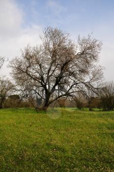 Almond tree in grass field. Spring landscape.