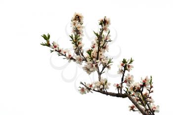 Almond tree branch with pink flowers green leaves and buds on white background.
