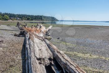 A view of the shore of Normandy Park, Washington with a driftwood tree.