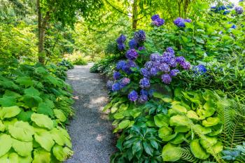 Flowers and plants line a path in a garden in Bellevue, Washington.