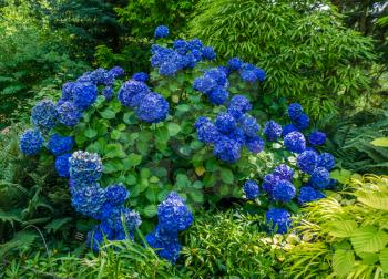 A view of a dark blue Hydrangea flower bush.