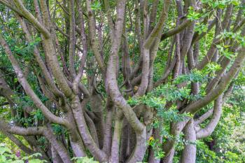 Tree trunks grow together creating an abstract scene.