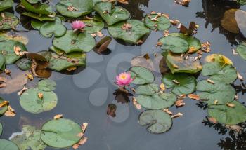A view of a pond with pink lillies in Seatac, Washington.
