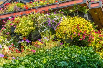 Flowers bloom in pots in front of a house.