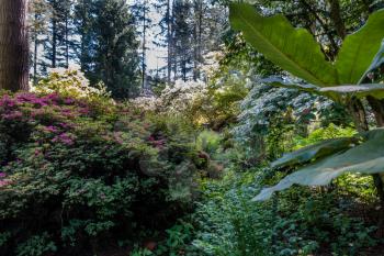 A view of a mixture of pland and flowers in Federal Way, Washington.