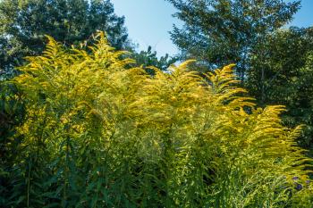 Plants bloom with brilliant yellow tips.