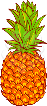 Pineapple. Hand drawn vector. Designs for advertising, print on t-shirt, healthy food. Fruit collection. 