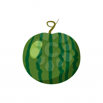 Watermelon whole and fresh summer fruit. Tasty tropical sweet food. Vector illustration cartoon style
