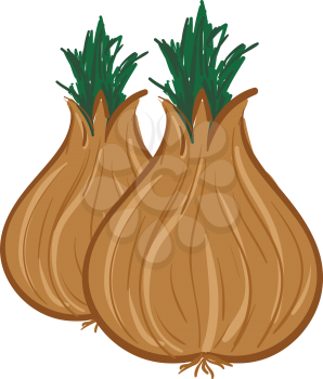 Vector illustration of a two onions on a white background 