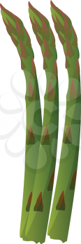 Green asparagus vector illustration of vegetables on white background.