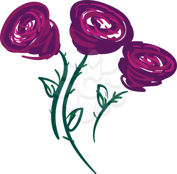 Bright painting of three purple roses vector color drawing or illustration 