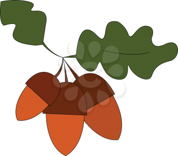 Three brown acorn vector illustration on white background