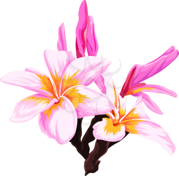 Vector illustration of fresh pink flower.