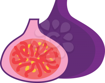 Purple fig vector illustration 
