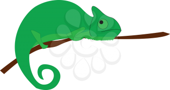 A big green chameleon vector or color illustration