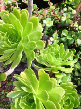 large green succulent plant outside on a sunny day